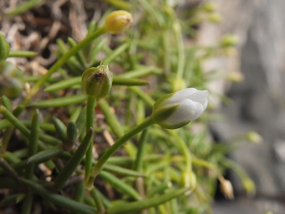 Moehringia bavarica  / Moeringia bavarese
